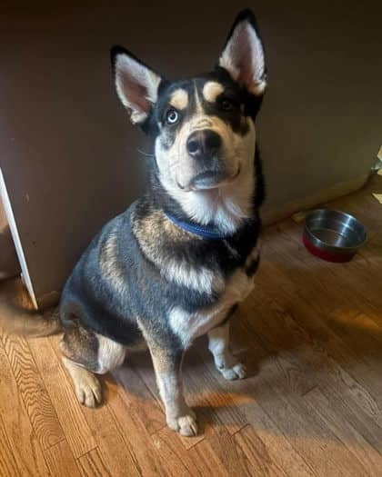 Max - Siberian Husky/Mix available for adoption at Calgary Animal Rescue in Calgary