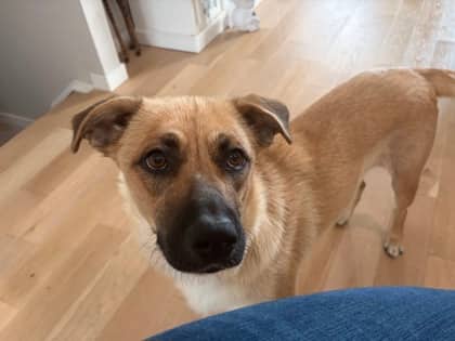 Francis - Mixed Breed available for adoption at Calgary Animal Rescue in Calgary