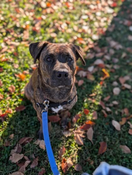 Praline - Mixed Breed available for adoption at Montreal SPCA in Montreal