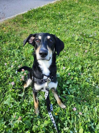 Rocky - Mixed Breed available for adoption at Montreal SPCA in Montreal