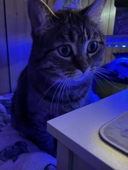 Juju - Domestic Medium Hair cat available for adoption at Montreal SPCA in Montreal