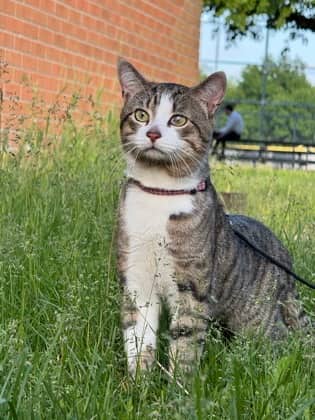 Léo (Biscotti) - Domestic Medium Hair available for adoption