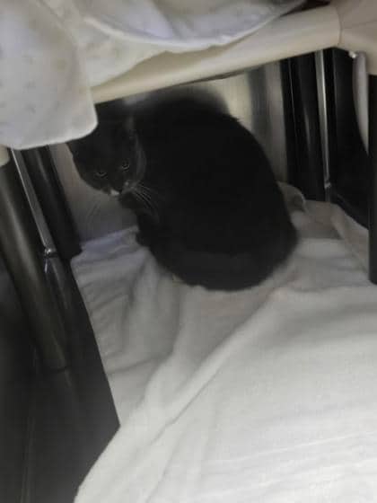 Roger - Domestic Shorthair cat available for adoption at Montreal SPCA in Montreal