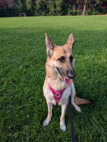 Noémie - Mixed Breed available for adoption