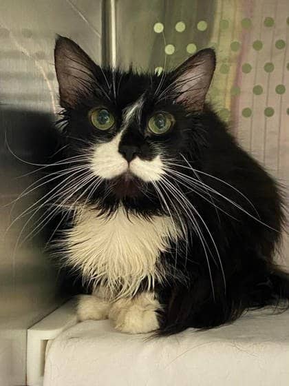 Jouflue - Domestic Longhair available for adoption