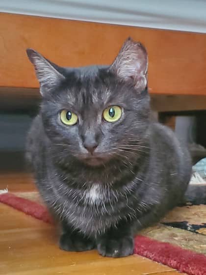 Amar - Domestic Shorthair available for adoption