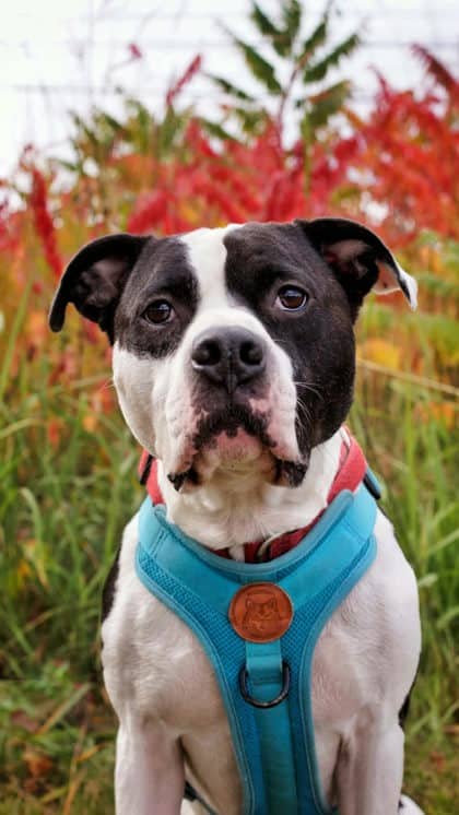 Lucky - Mixed Breed available for adoption