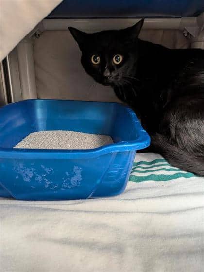 Onyx - Domestic Medium Hair cat available for adoption at Montreal SPCA in Montreal