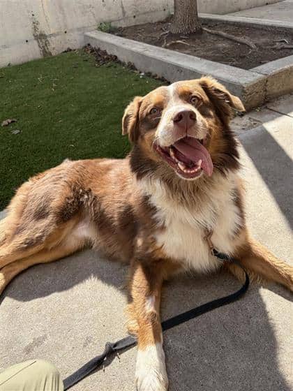 Ollie - Mixed Breed available for adoption at Montreal SPCA in Montreal