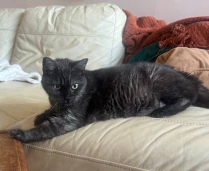 Coquine - Domestic Shorthair available for adoption