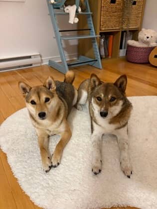 Choji - Shiba Inu available for adoption