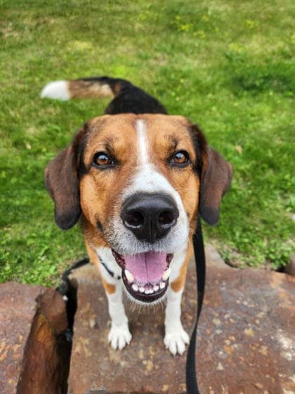 Benji - Mixed Breed available for adoption