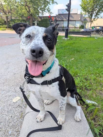 Punky Brewster - Mixed Breed available for adoption