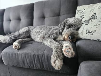Moïra - Mixed Breed available for adoption