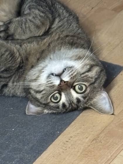 Juju - Domestic Medium Hair available for adoption