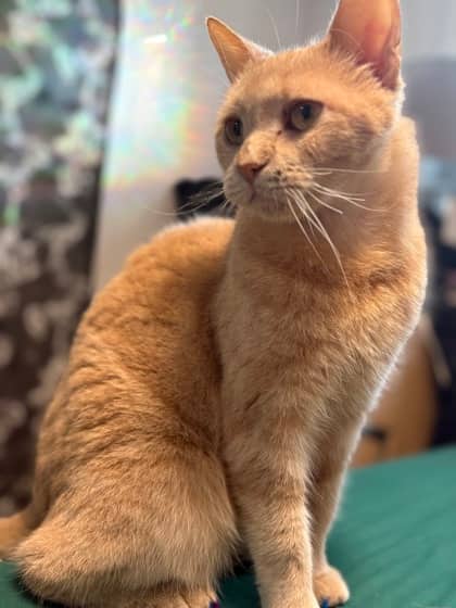 Gaston - Domestic Shorthair available for adoption