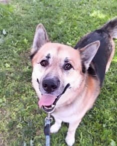Max - Mixed Breed available for adoption