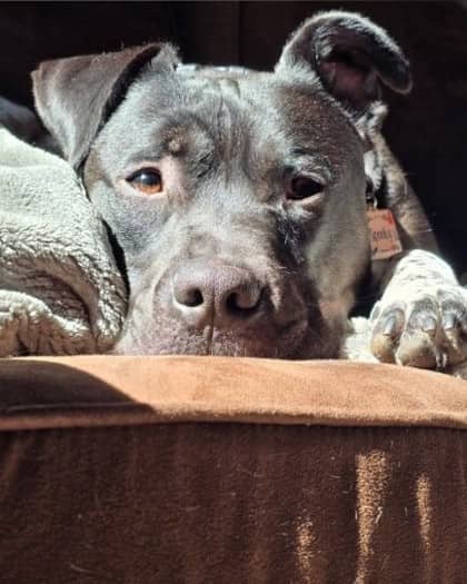 Spooky - Mixed Breed available for adoption