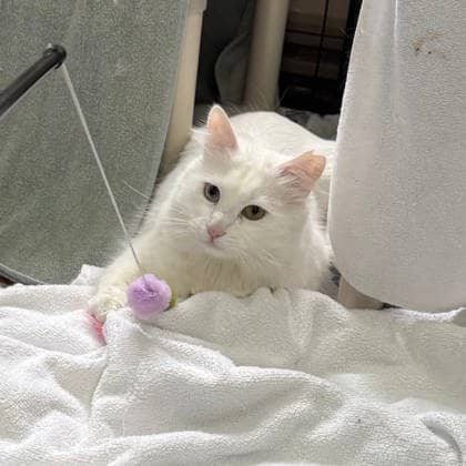 Lea - Domestic Medium Hair available for adoption