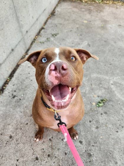 Sky - Mixed Breed available for adoption