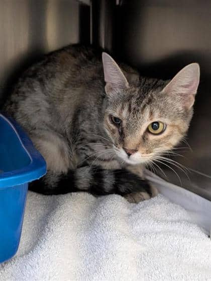 Trinity - Domestic Shorthair cat available for adoption at Montreal SPCA in Montreal