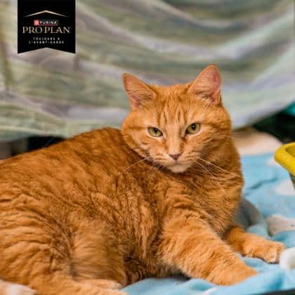 Cheetos - Domestic Shorthair available for adoption