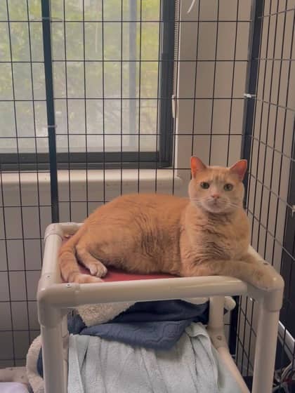 Justain - Domestic Shorthair available for adoption
