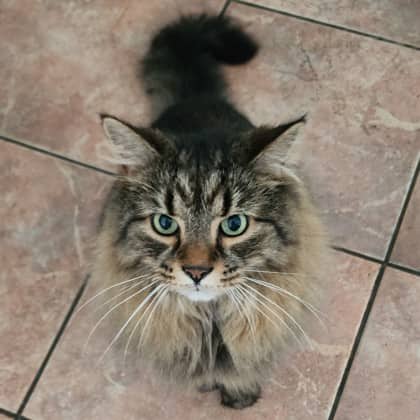 Glenn - Domestic Longhair cat available for adoption at Montreal SPCA in Montreal