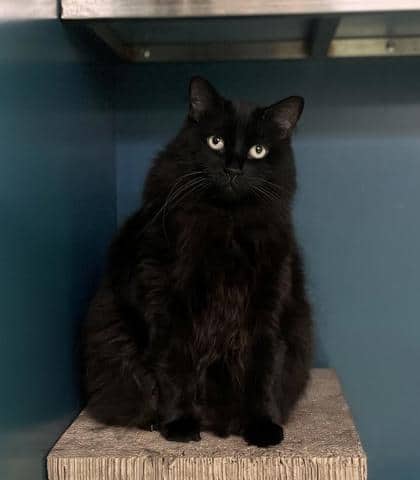 Rosie (Marina) - Domestic Medium Hair available for adoption