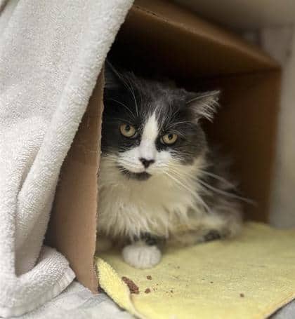 Sia - Domestic Medium Hair cat available for adoption in Quebec