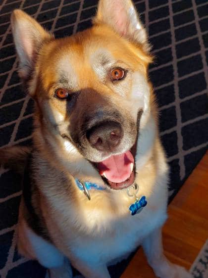 Max - German Shepherd / Husky Mix available for adoption