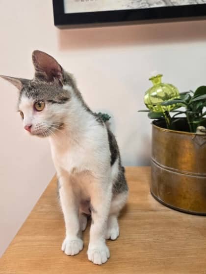 Simone - Domestic Shorthair available for adoption