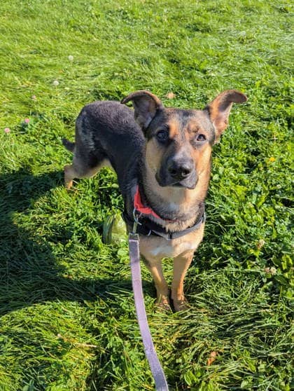 Lexie - Mixed Breed available for adoption at Montreal SPCA in Montreal