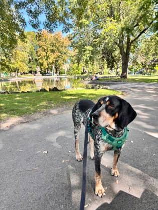 Una - Mixed Breed available for adoption at Montreal SPCA in Montreal