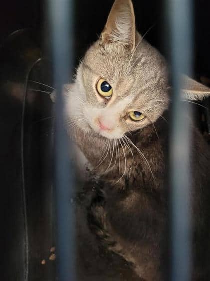 Tabby gris - Domestic Shorthair cat available for adoption at Montreal SPCA in Montreal