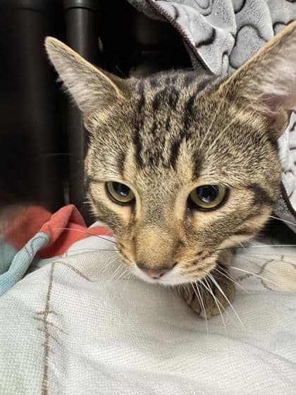 Miko - Domestic Shorthair cat available for adoption at Montreal SPCA in Montreal