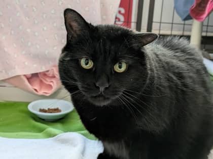 Sharkeesha - Domestic Medium Hair available for adoption