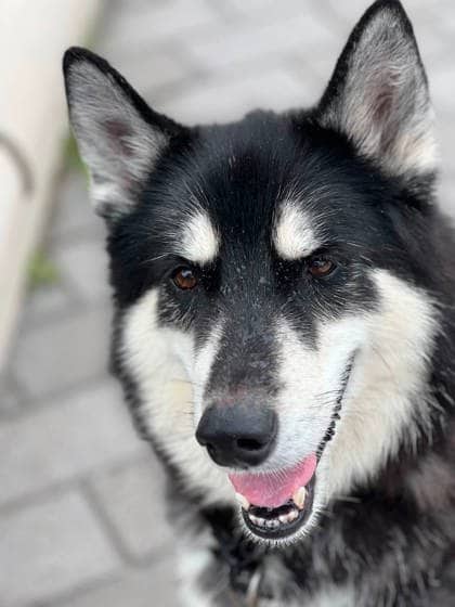 Mylo - Mixed Breed available for adoption