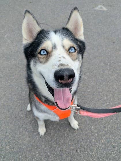 Cheezy - Mixed Breed available for adoption