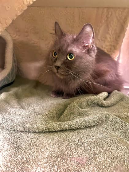 Happy - Domestic Medium Hair available for adoption