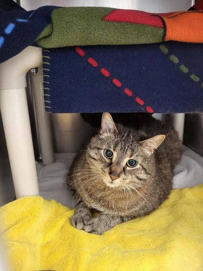 Moka - Domestic Medium Hair available for adoption