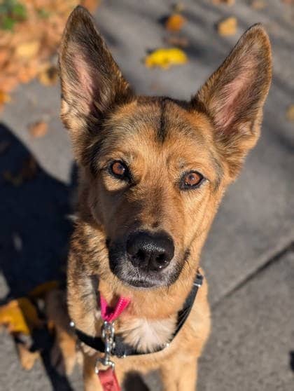 Simba - Mixed Breed available for adoption at Montreal SPCA in Montreal