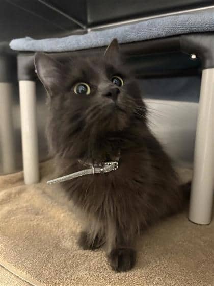 2000459612 - Domestic Longhair available for adoption