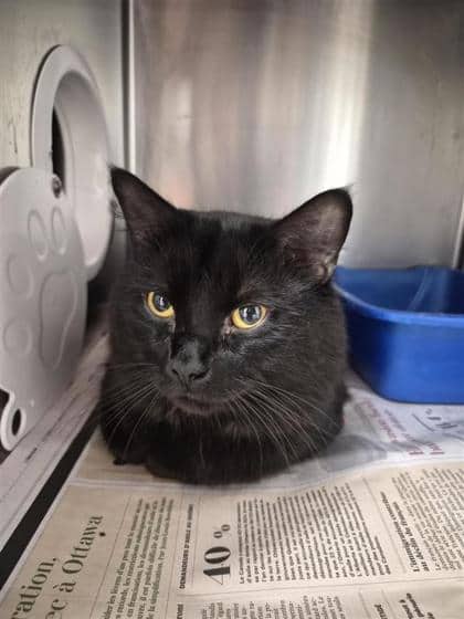 Le gros - Domestic Medium Hair cat available for adoption in Quebec