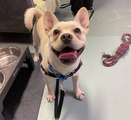 Stitch - Mixed Breed available for adoption at Montreal SPCA in Montreal