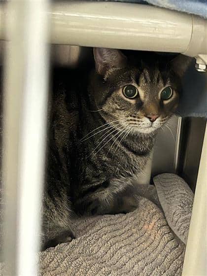 PouPou - Domestic Shorthair available for adoption