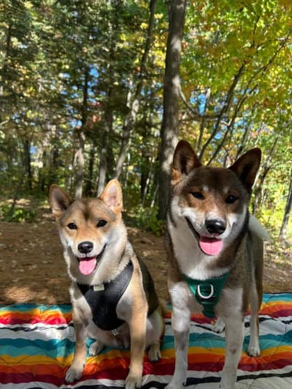 Mako - Shiba Inu available for adoption
