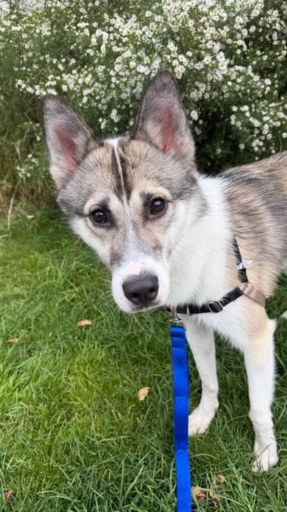 Jackson - Mixed Breed available for adoption at Montreal SPCA in Montreal