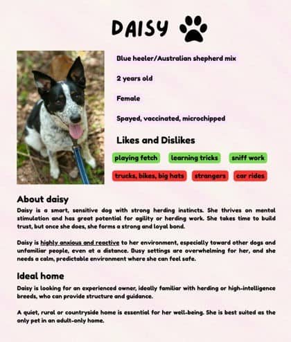 Daisy - Australian Shepherd available for adoption at Montreal SPCA in Montreal