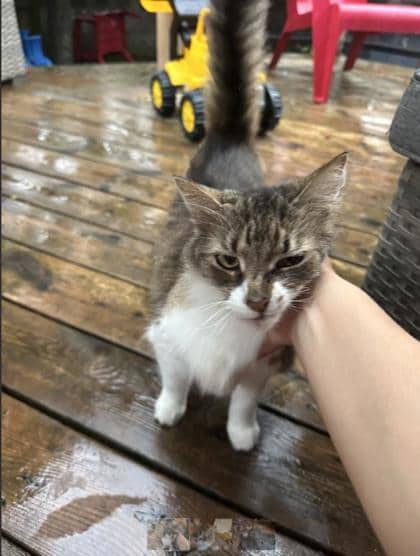 Cali - Domestic Medium Hair cat available for adoption in Quebec